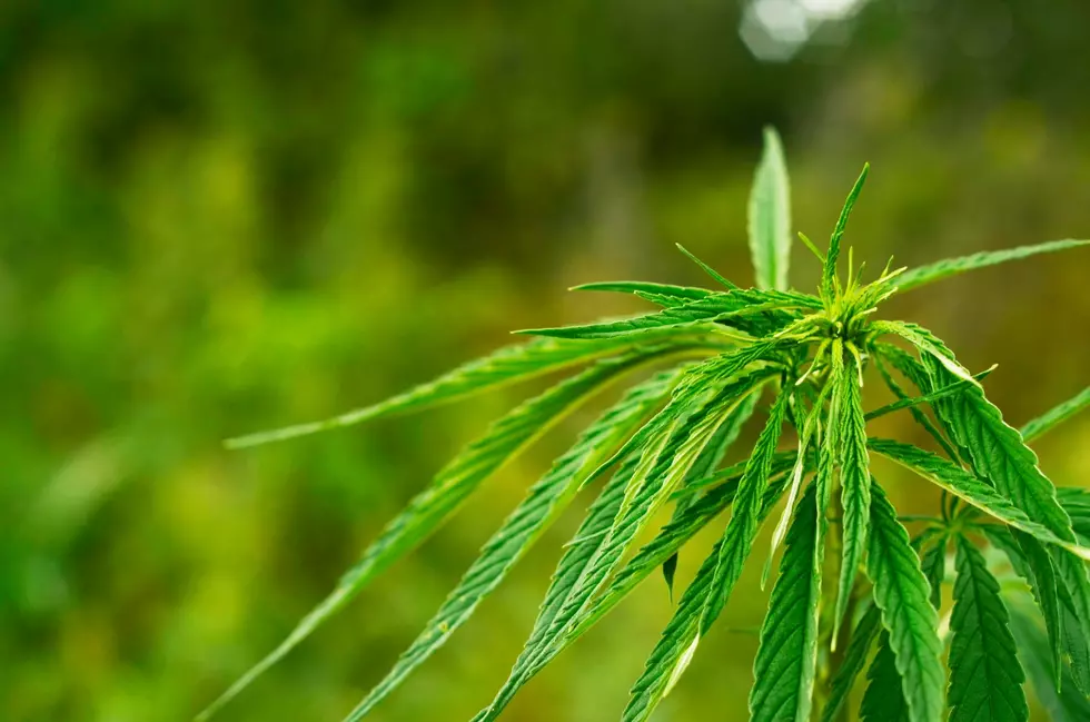 Dude! Is Cannabis The Next Big Career Field in New York State?