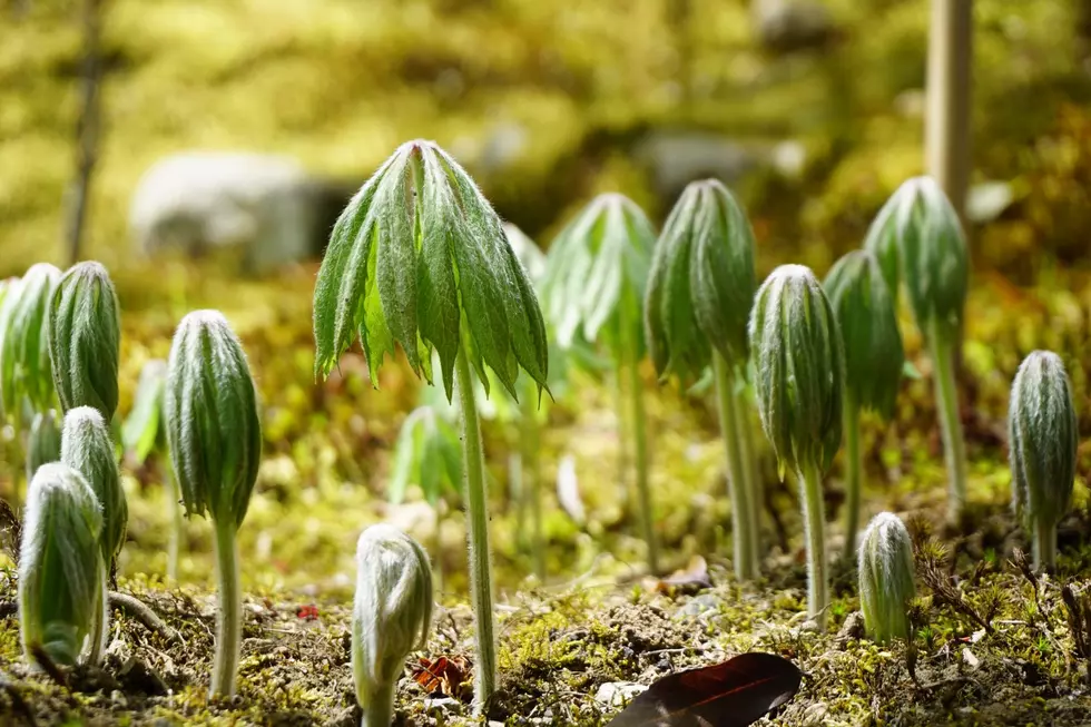 Free Trees for Earth Day? Marlboro NY Library Has Special Program