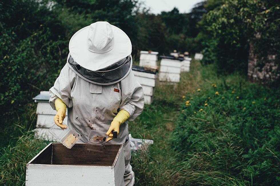 Why Are There So Many Bothersome Bees in New York This Year