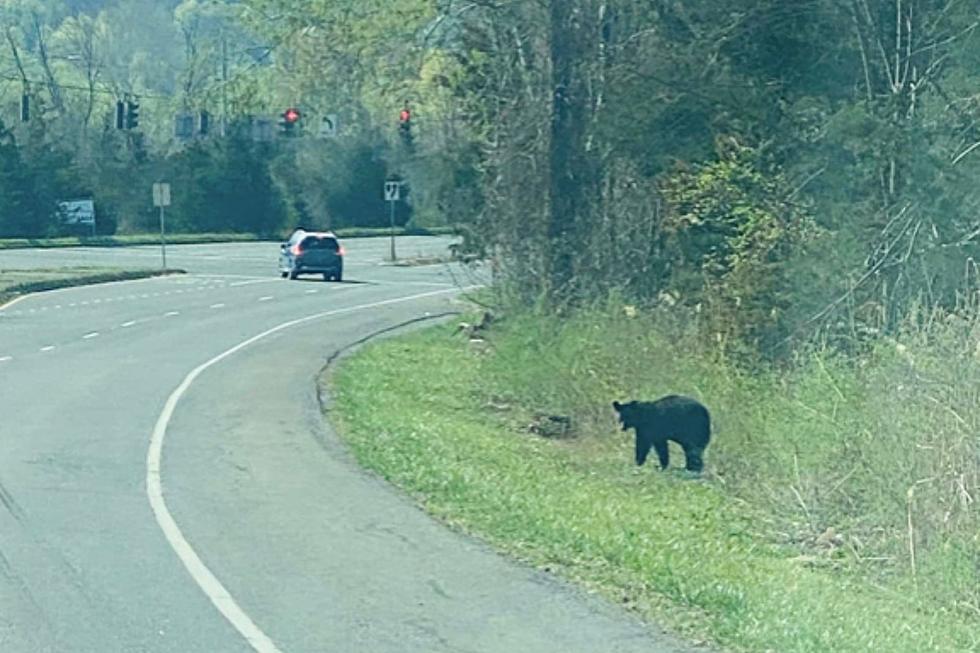 Something “Beary” Interesting Found on Lime Kiln Road