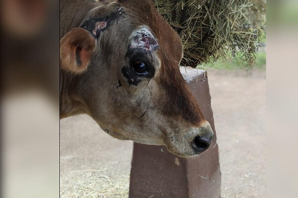 Hudson Valley Officials Share Update on Franklin the Cow’s Health