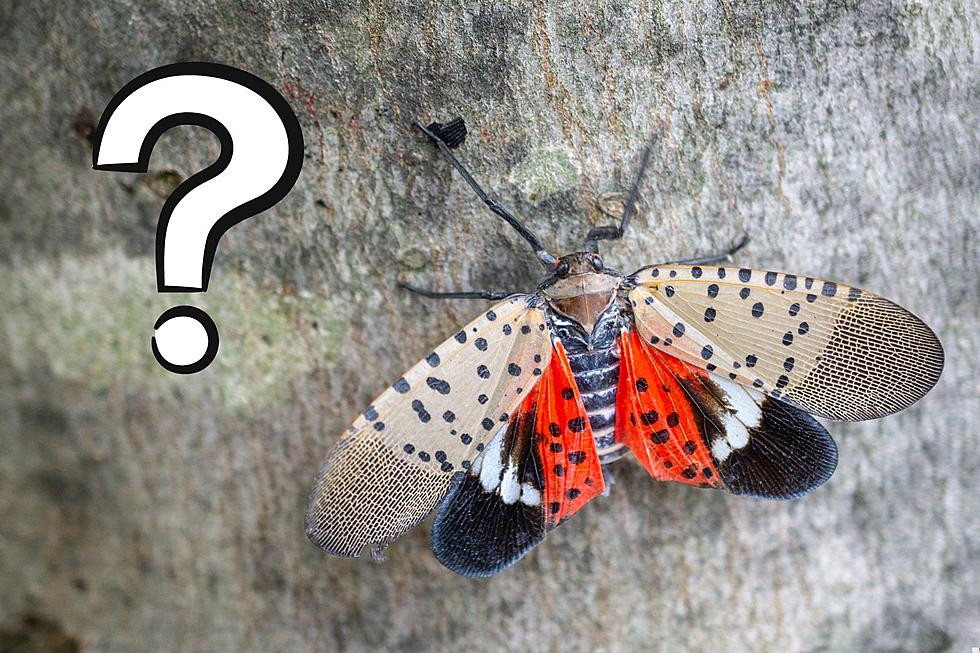 Does Anyone Know What Spotted Lanternflies Do Wrong?
