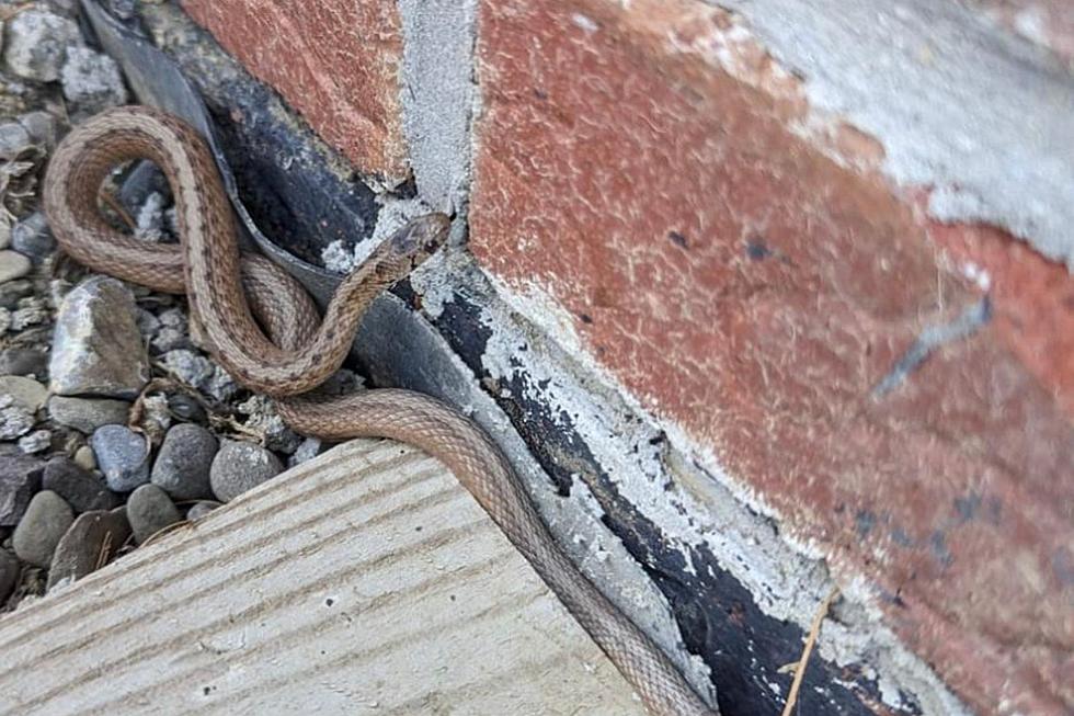 Slithering Surprise Resurfaces in the Hudson Valley