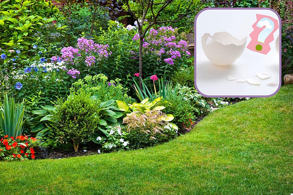 Why You&#8217;re Seeing Eggshells In New York Gardens