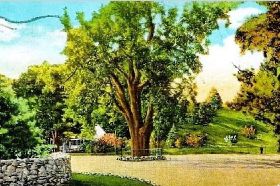 You Can See the Oldest Tree of Its Kind in America Right Here in The Hudson Valley