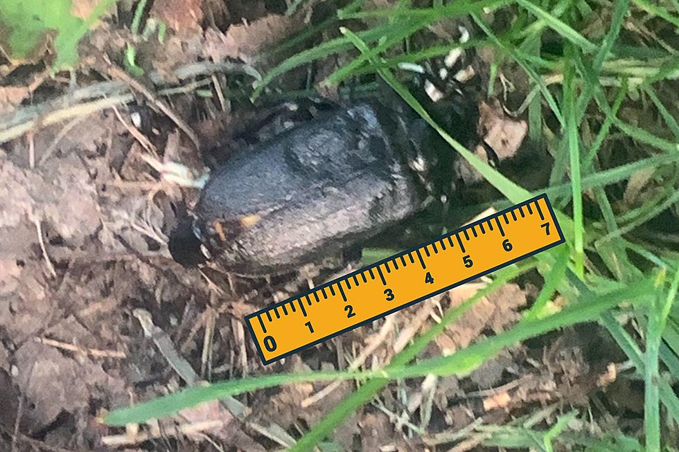 Shockingly Large Bug Found on Walking Path in Dutchess County