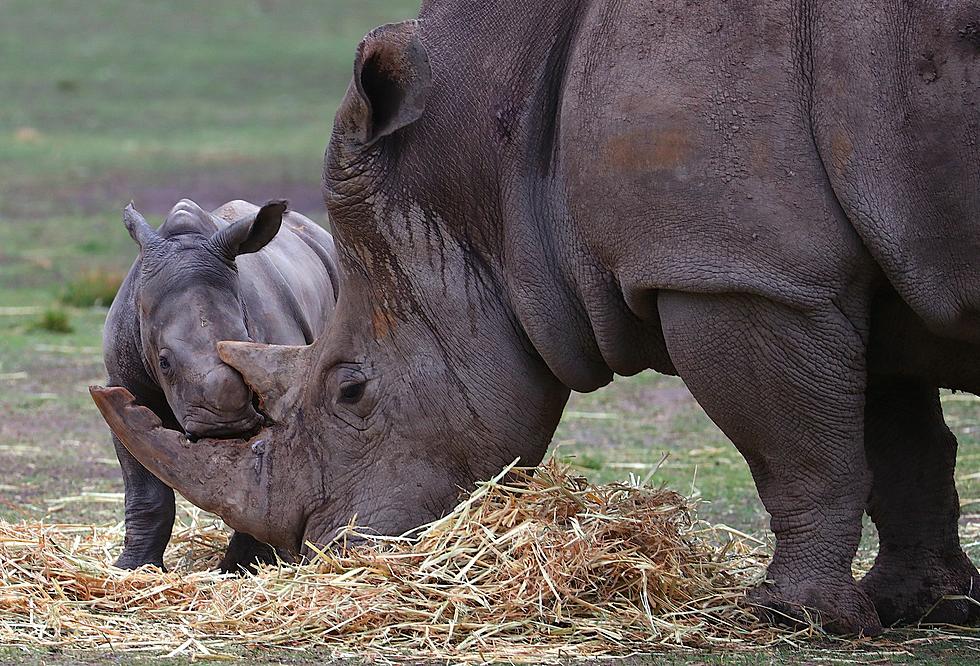 Can You Legally Sell Rhino Horns in New York State?
