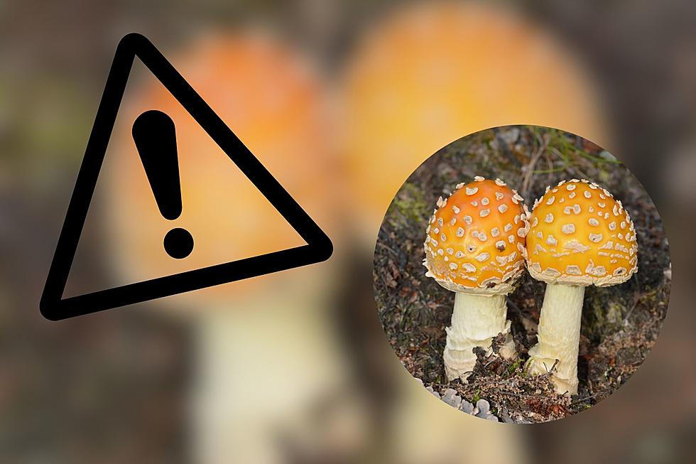 Potentially Dangerous Mushroom Found Around the Hudson Valley