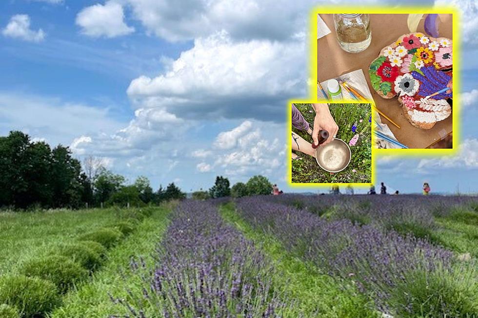 Sound Baths, Flower Painting And More At Hudson Valley Lavender Farm