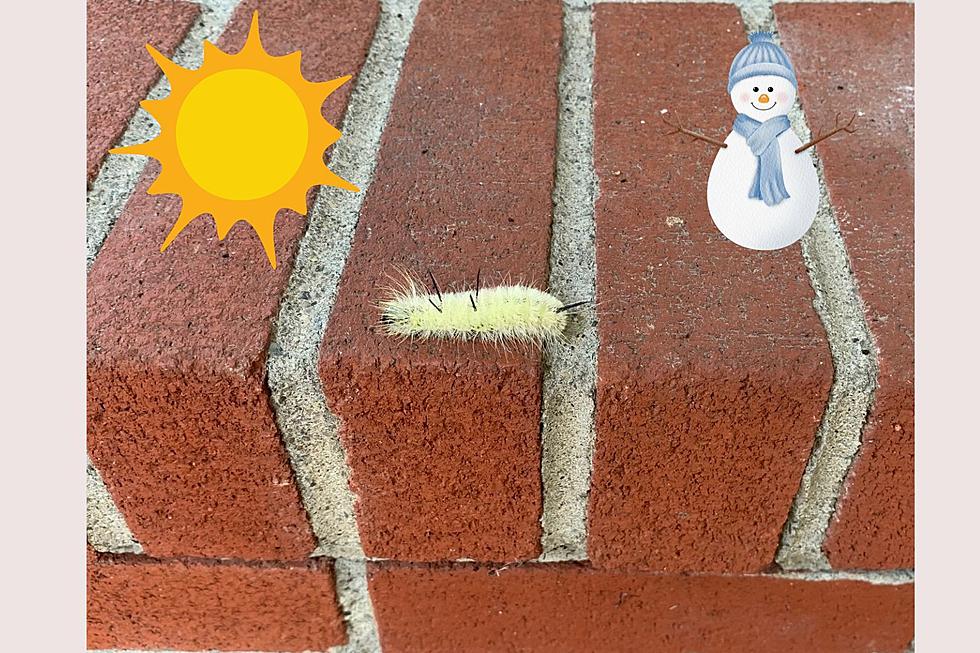 Can This Caterpillar Tell New York's Winter Weather Forecast?