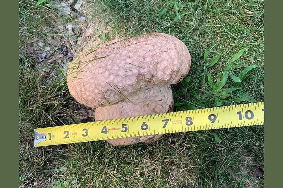 Help: What Is This &#8216; Thing&#8217; Growing in My Hudson Valley Yard?