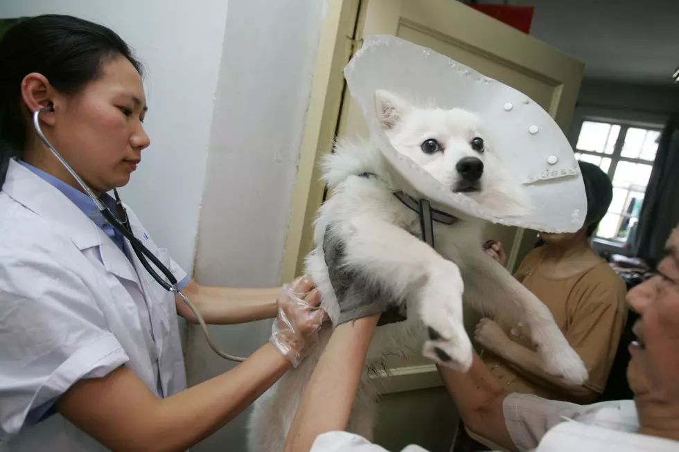 Rabies Becomes Top Infectious Killer In China