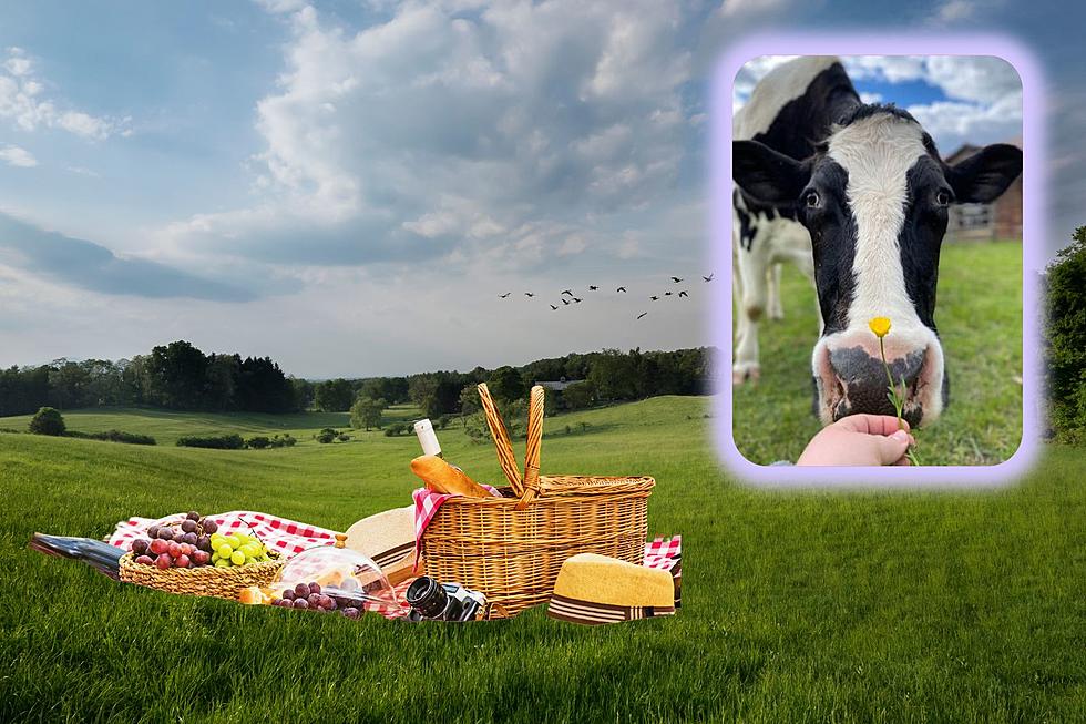 Why Will People Be Picnicking With Cows In The Hudson Valley?