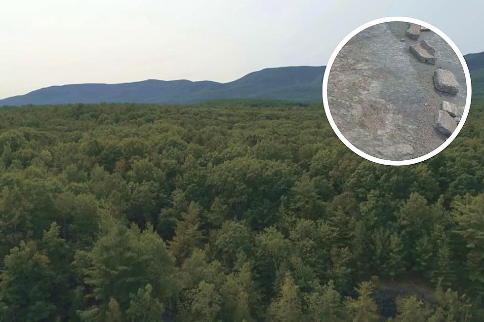 The World’s Oldest Forest Is Here In New York State