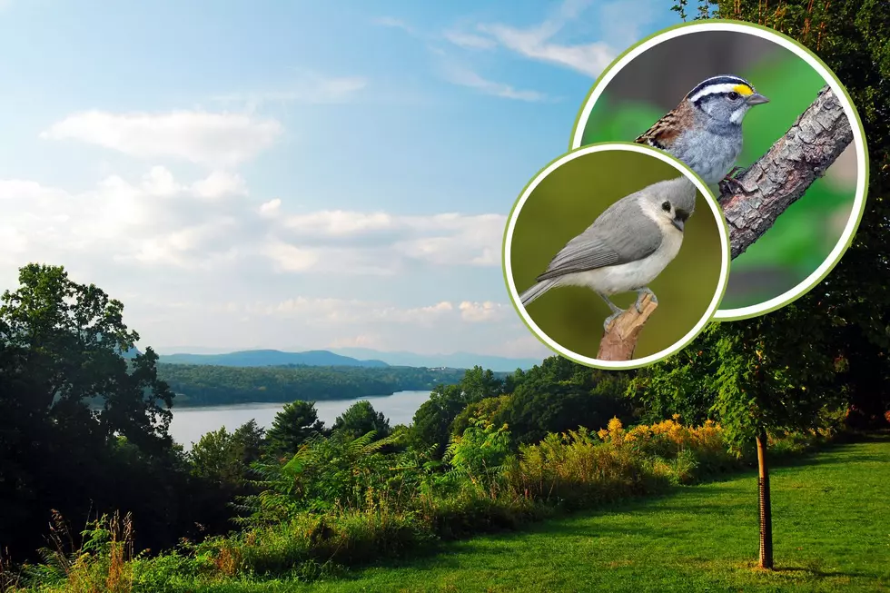 Decoded: 5 Bird Sounds You’re Likely To Hear In The Hudson Valley