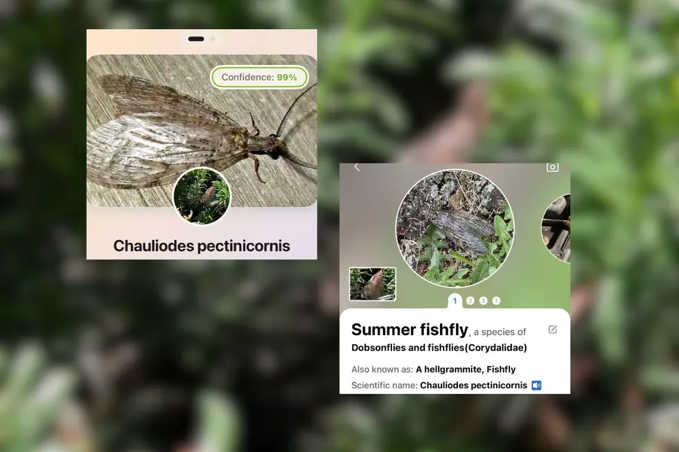Canva, Allison Kay, Picture Insect, Bug ID