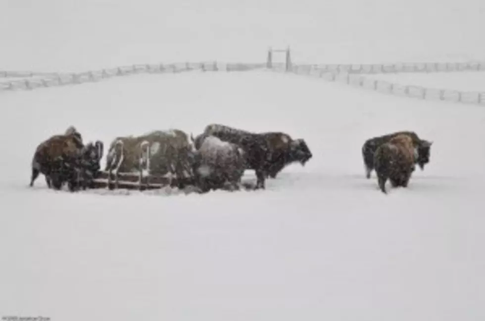 Bison Captured in Yellowstone National Park Have Been Released