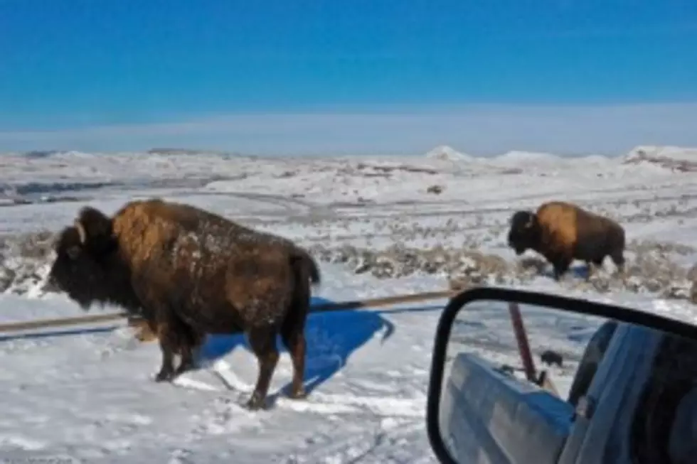 Livestock Officials Kill Bison in Montana