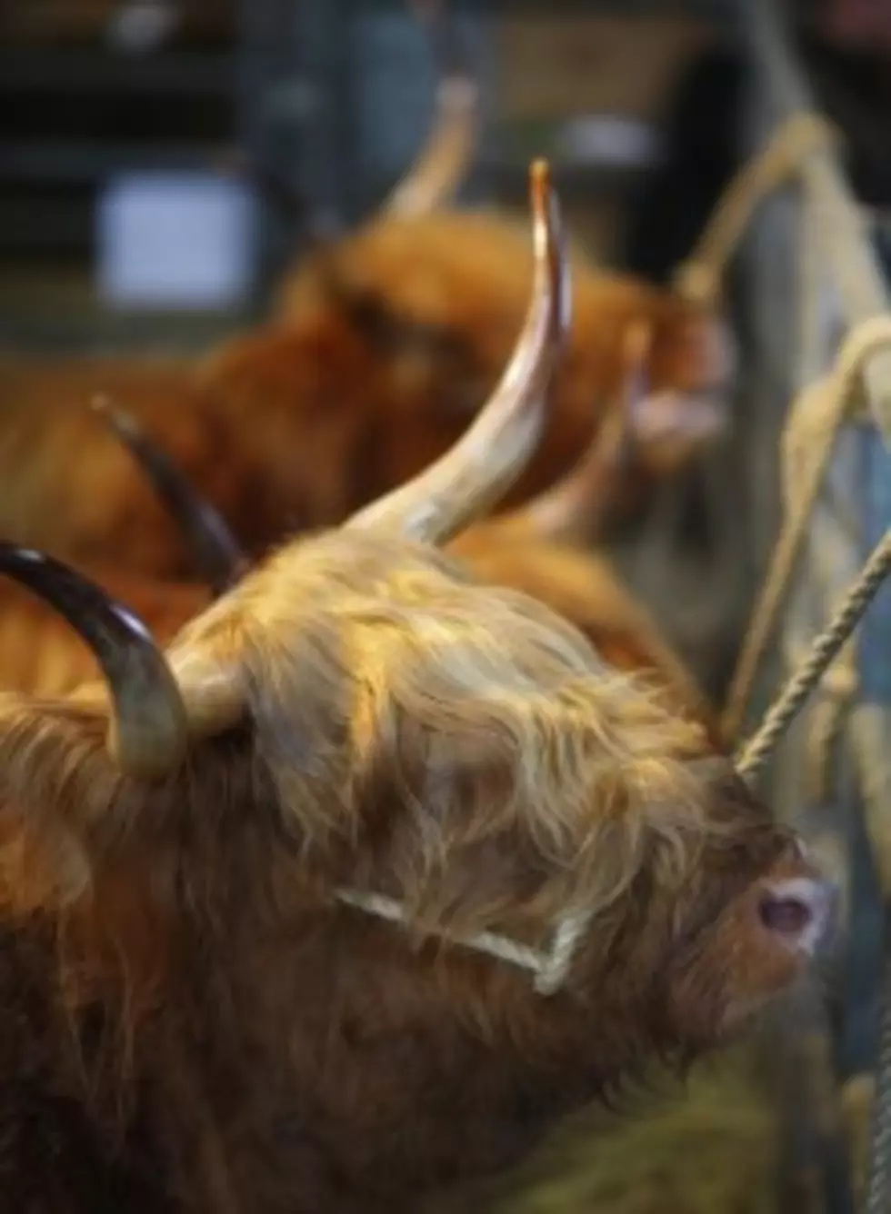 High Cattle Prices Tempting Producers [AUDIO]