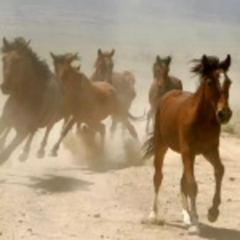 Wild Horse Adoption Planned <audio class="wp-audio-shortcode" id="audio-6170-3" preload="none" style="width: 100%; visibility: hidden;" controls="controls"><source type="audio/mpeg" src="//townsquare.media/site/99/files/2011/06/Wyoming-radio-news-am9.mp3?_=3" /><a href="//townsquare.media/site/99/files/2011/06/Wyoming-radio-news-am9.mp3">//townsquare.media/site/99/files/2011/06/Wyoming-radio-news-am9.mp3</a></audio>