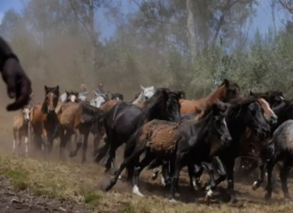 Wild Horse Roundup Begins [AUDIO]