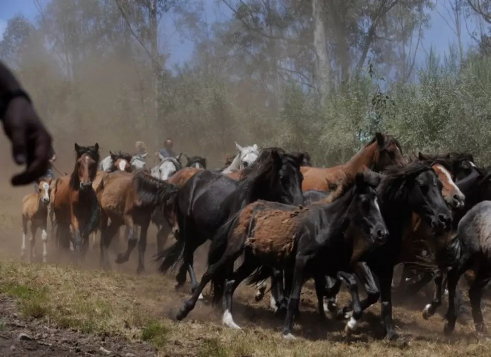 Nevada Groups Sue the Federal Government Over Wild Horses [AUDIO]