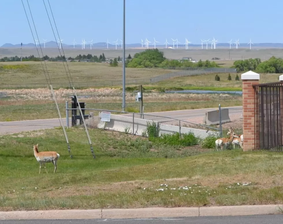 Game & Fish: Don’t Need To Report Antelope or Deer In Town