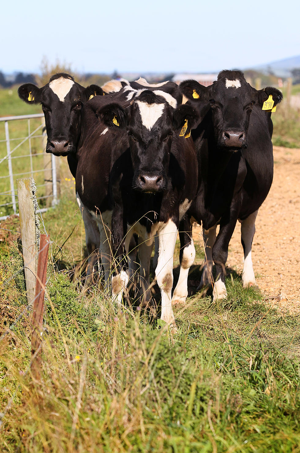 Milk Producers See Higher Prices [AUDIO]