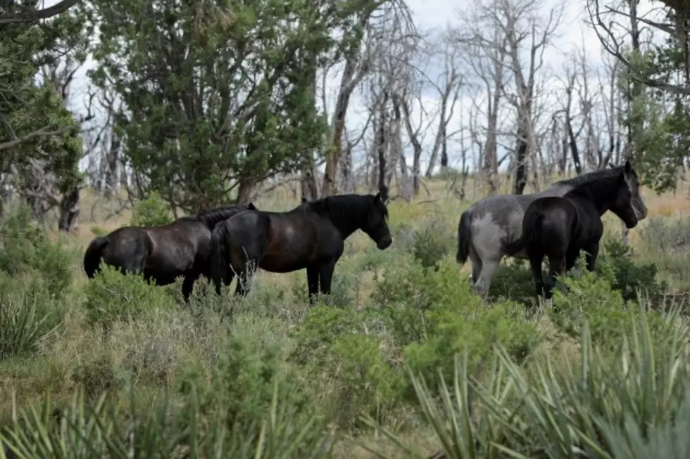 BLM Needs Holding Facilities for Wild Horses