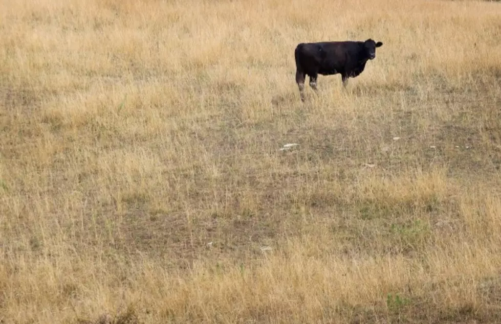 Make Sure You Know Your Crop Insurance Deadlines [AUDIO]