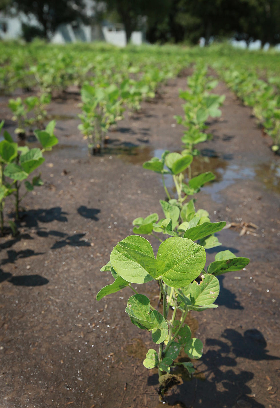 Recent Rain Helps Soybean Crop But Not Corn  [AUDIO]