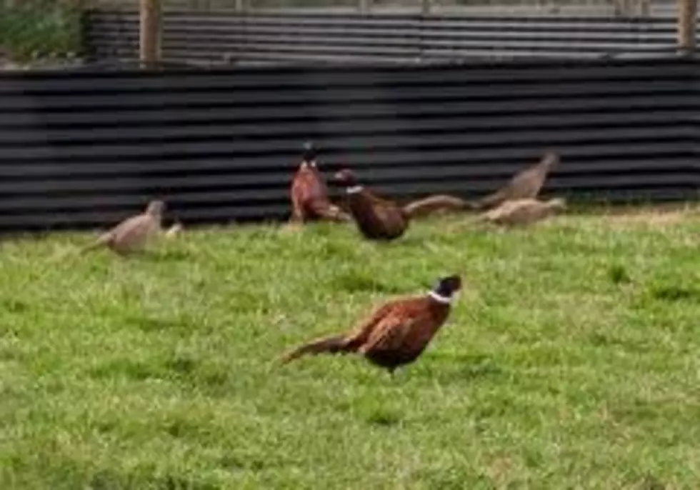 Botulism Outbreak Kills Pheasants at Downer Bird Farm