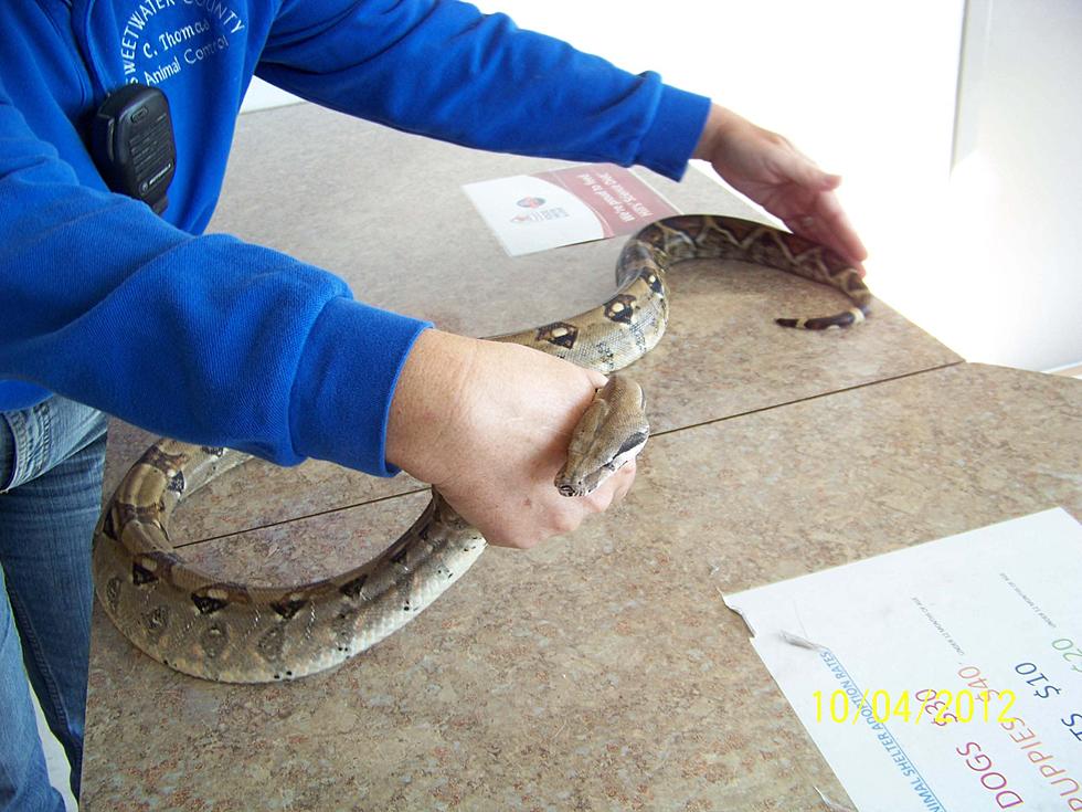 Sweetwater County Authorities Looking for Home For Boa