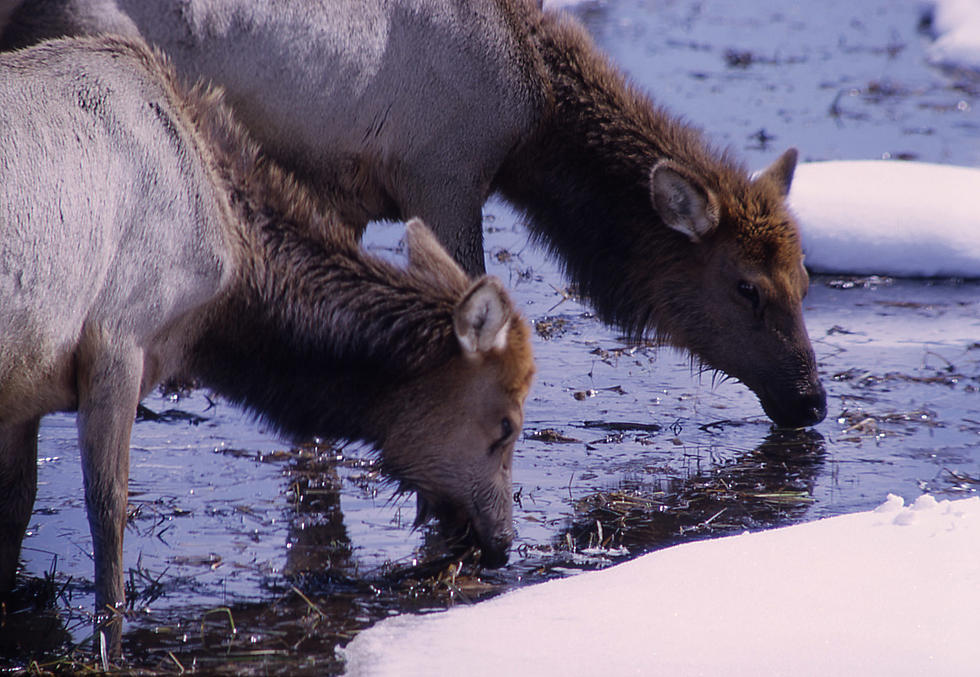 Special Access Program to Hunt Elk on Iron Mountain