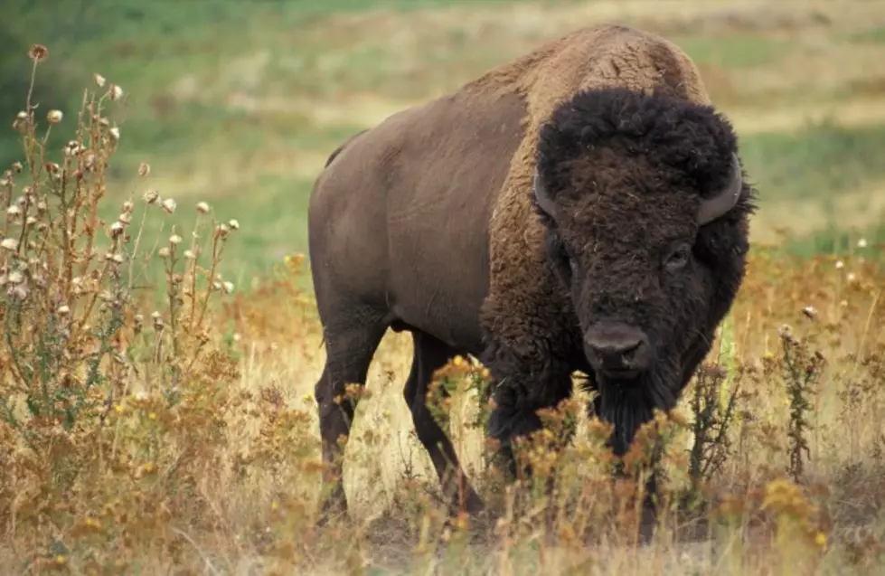 State Has Bison For Sale [AUDIO]