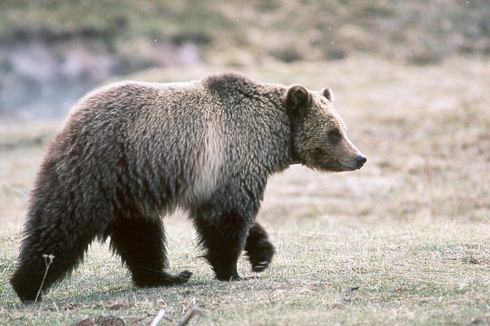 Wyoming Supreme Court Will Decide on Grizzly Bear Records [AUDIO]