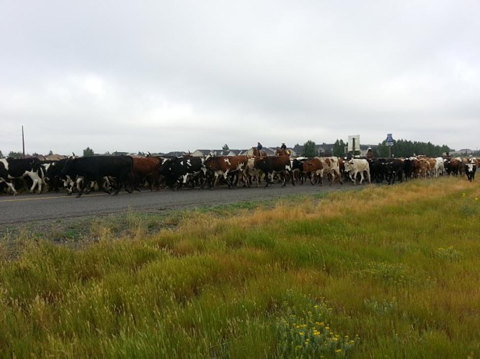 Cattle Drive Kicks Off Cheyenne Frontier Days 2013