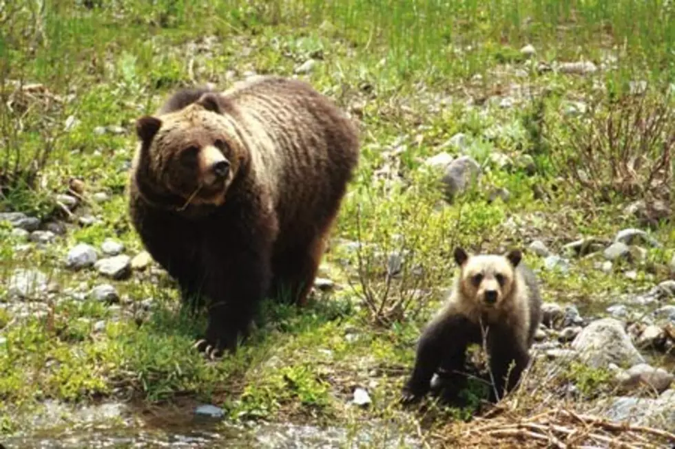 Lower Whiteback Pine Cone Production Could Mean More Hunter-Grizzly Conflicts  [AUDIO]