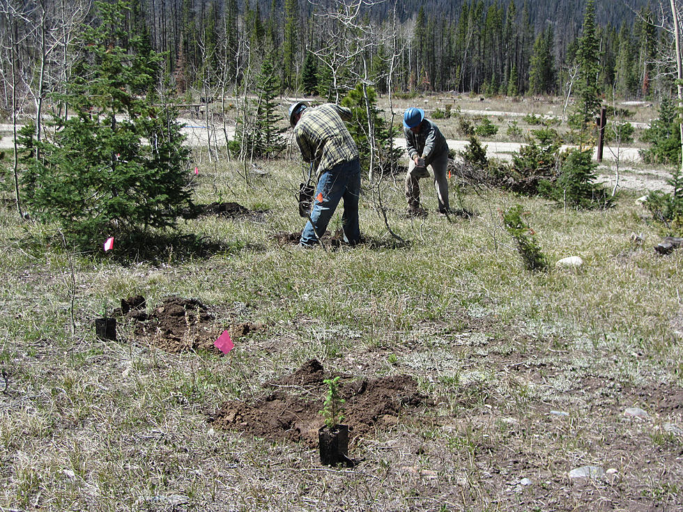 Personal Use Firewood Permits Available on Medicine Bow National Forest