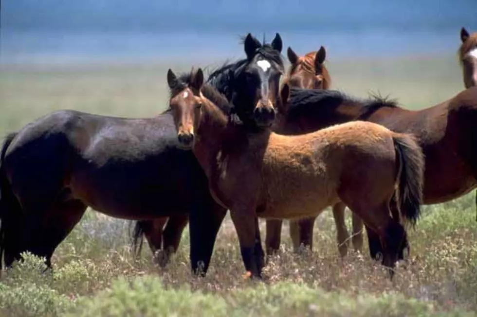 Justice Department Asks for Stay In Legal Battle Over Wild Horses [AUDIO]