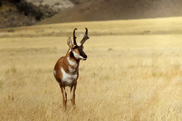 Tips Sought on Pronghorn Poaching Near Cheyenne