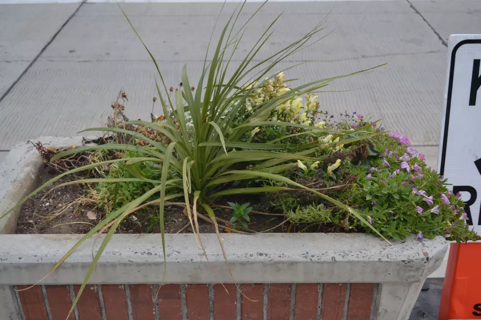 DDA Launches &#8221;Adopt A Planter&#8221; Program