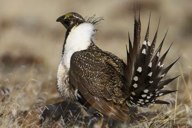 Oil and Gas Industry Sues Over Sage Grouse Rules
