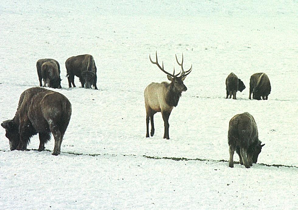 Biologists To Start Supplemental Feeding on National Elk Refuge [AUDIO]
