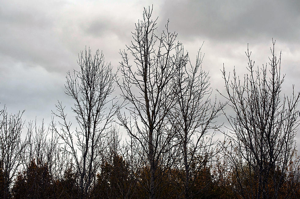 Emerald Ash Borer Major Tree Threat
