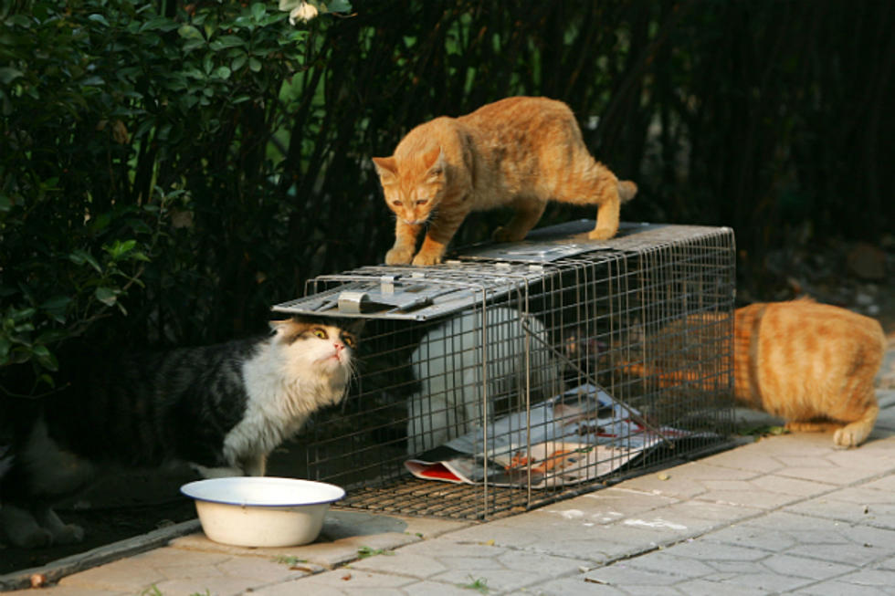 Casper Decides Against Ban on Feeding Feral Cats, Dogs