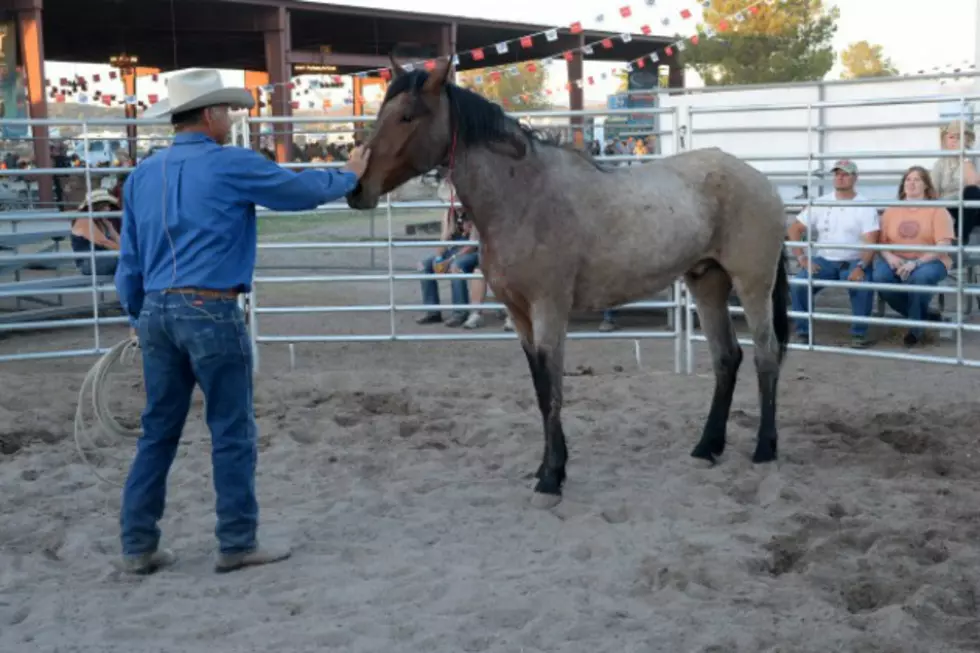BLM: Wild Horses Available for Adoption at Cheyenne Frontier Days