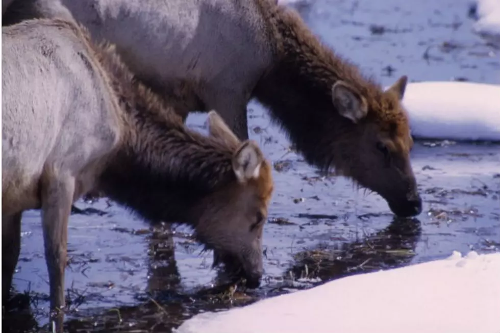 Montana Senate Tells Wyoming to Stop Feeding Elk