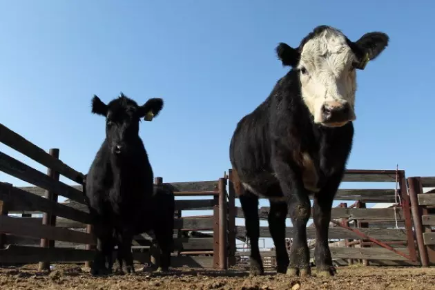 Lawmakers, Tribal Leaders Look to Curb Cattle Rustling