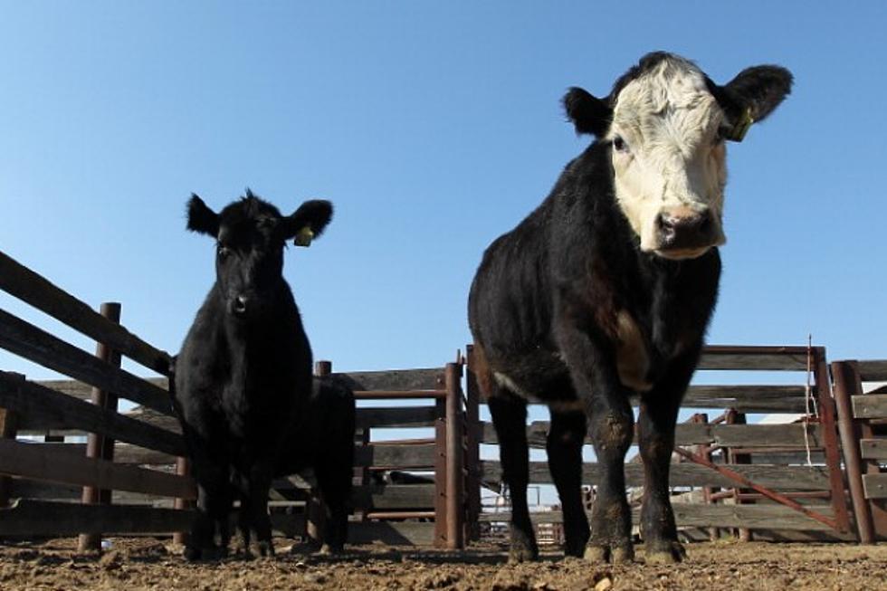 Cow Terminology Lesson Featured On Latest &#8216;Our Wyoming Life&#8217; Episode [VIDEO]
